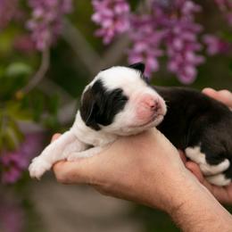Saint Bernard Puppies from Southern Giants