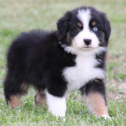 Black Tri Male 1 - Black tri-color male Australian Shepherd puppy in Northport, Alabama from Sipsey River Australian Shepherds