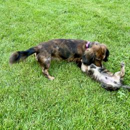 Dachshund Puppies from Boyer’s Dachshunds