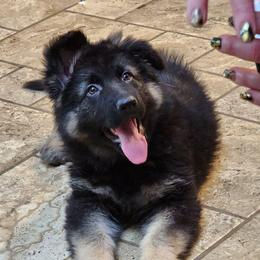 Orange Collar - Black and tan female German Shepherd puppy in Louisville, Ohio from Crooked River German Shepherds