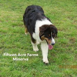 Minerva - Australian Shepherd