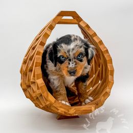 Jake - Blue merle Miniature Australian Shepherd puppy in Covington, Pennsylvania from Rigas Mini Aussies LLC