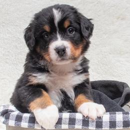 Bernese Mountain Dog Puppies from Berner Dynasty