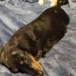 Dachshunds from Write Breed Doxies