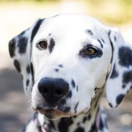  - Dalmatian