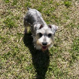 Hen - Miniature Schnauzer