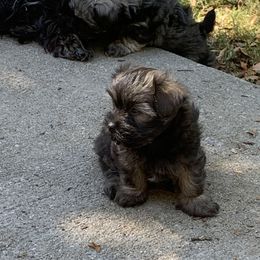 Havanese Puppies from Havanese If You Please