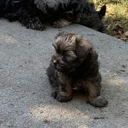Havanese Puppies from Havanese If You Please