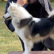 Bernese Mountain Dogs and Icelandic Sheepdogs from Hoosier Roos Bernese