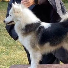 Bernese Mountain Dogs and Icelandic Sheepdogs from Hoosier Roos Bernese