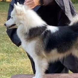 Bernese Mountain Dogs and Icelandic Sheepdogs from Hoosier Roos Bernese