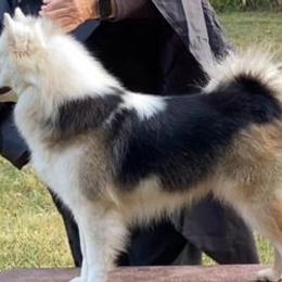 Bernese Mountain Dogs and Icelandic Sheepdogs from Hoosier Roos Bernese