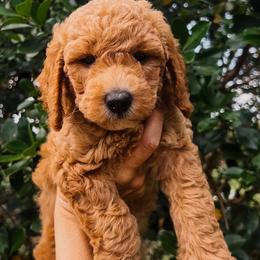 Amy - Apricot female Goldendoodle puppy in Cocoa, Florida from The Coastal Homestead