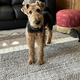 Airedale Terrier Puppies from Blue Ridge Airedale's of Virginia