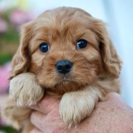 Hoss - Red male Cavapoo puppy in Murray, Utah from Good Looking Dogs