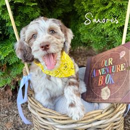 S'mores - Merle male Goldendoodle puppy in Waterford, Michigan from Oh My Doodness!