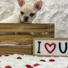 Ivory - Cream female French Bulldog puppy in Tulsa, Oklahoma from EvergreenEliteKennel