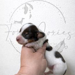 Oliver - Piebald male Dachshund puppy in Deming, New Mexico from FoxieDoxies of New Mexico