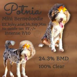 Potnia - Bernedoodle