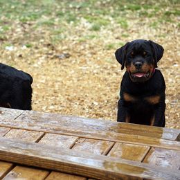 Rottweiler Puppies from Mountain High Kennels