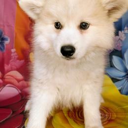 Teddy-1,100 - Wolf sable male Pomsky puppy in Spring Hill, Florida from www.PuppyTimeEmporium.com