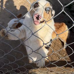 American Corgi puppies from Green Star Farm Corgis