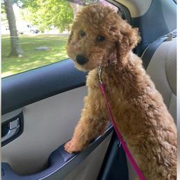 Cavapoo Puppies from Woodland poodles and Cavapoos
