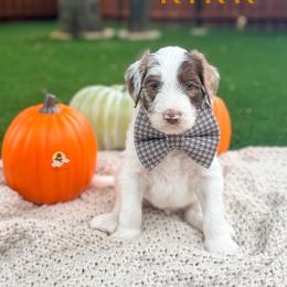 Kirk - Chocolate male Goldendoodle puppy in Dallas County, Texas from Dream A Little Doodle