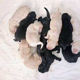 Fynn - Yellow male Labrador Retriever puppy in Roaring Spring, Pennsylvania from Briar Hill Labradors PA 12145