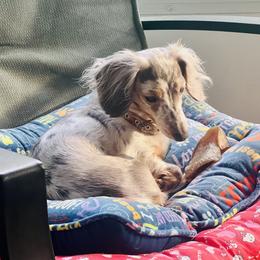 Dachshund Puppies from Meldox