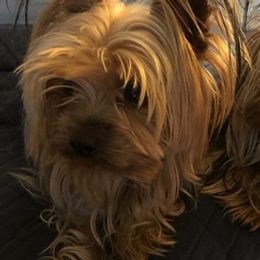 Yorkshire Terriers from Robin's Yorkies
