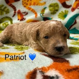 Patriot - Apricot male Poodle puppy in Greensburg, Kentucky from Doodle Me Crazy