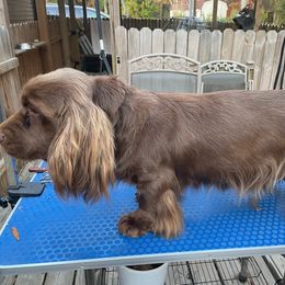 Hallie - Sussex Spaniel