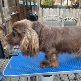 Hallie - Sussex Spaniel