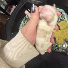 Tammi - White and tan female Morkie puppy in Winston Salem, North Carolina from Patty’s Paws