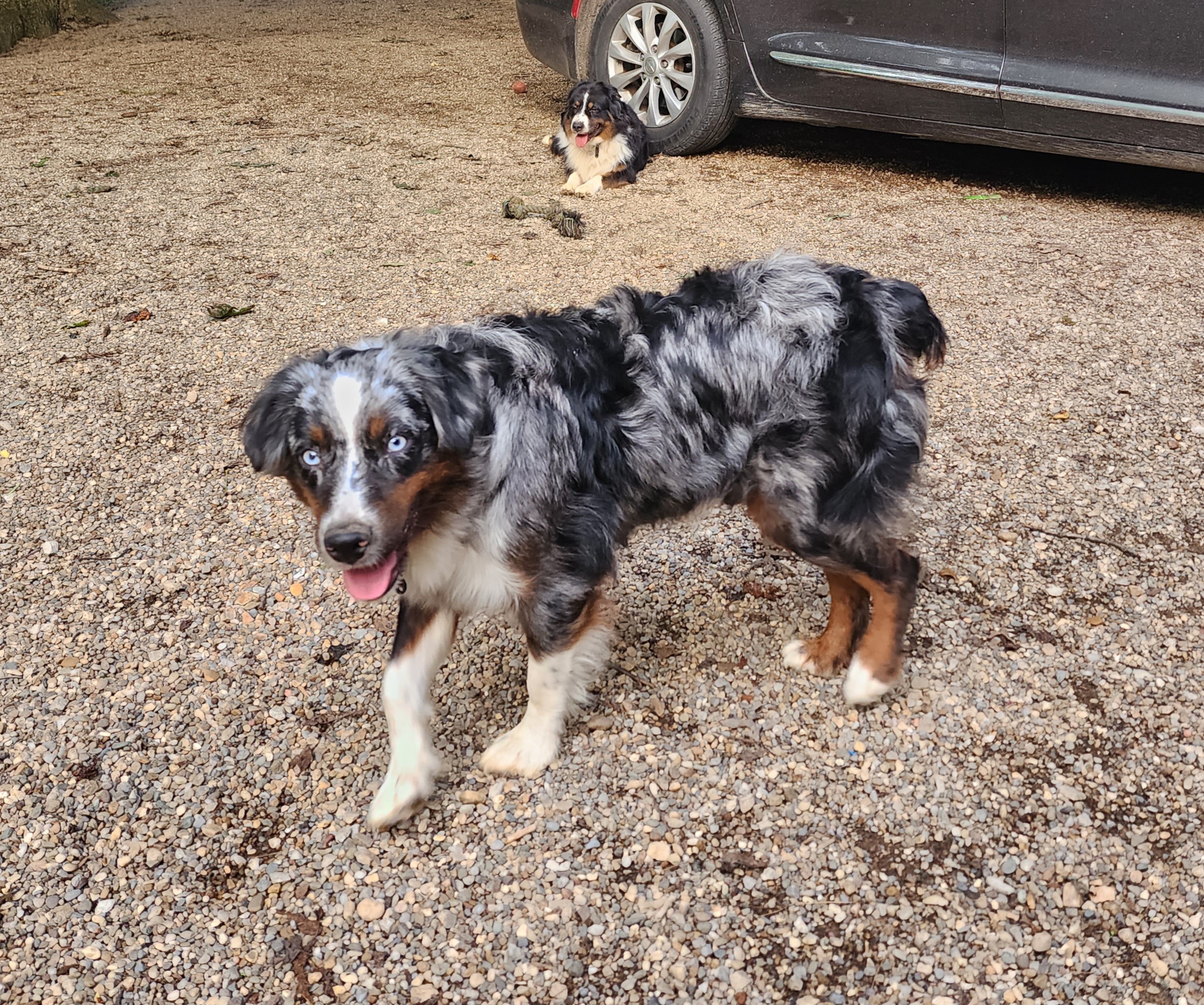 Australian Shepherds from B&D Standard Aussies