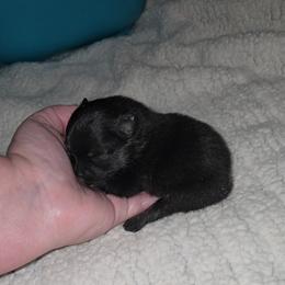 Vann - Black male Pomeranian puppy in Angleton, Texas from Pomeranian Palace, LLC