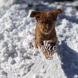 Flower - Red female Nova Scotia Duck Tolling Retriever puppy in Johnston County, North Carolina from Spitfire Tollers