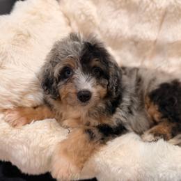 Lemonade - Blue merle male Bernedoodle puppy in North Royalton, Ohio from Johnson's Doodles