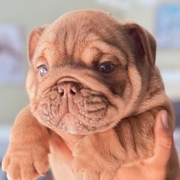 Boy 3 - Fawn and white male Bulldog puppy in Norco, California from Alizah Bulldogs