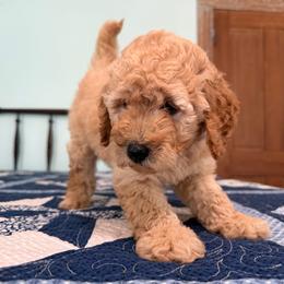 Betsy Ross - Apricot female Poodle puppy in Fairfield, North Carolina from Leaning T Ranch