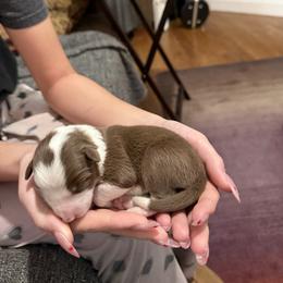 Red and wht female 1 - White and red female Border Collie puppy in Jackson, New Jersey from NJ Bees BC