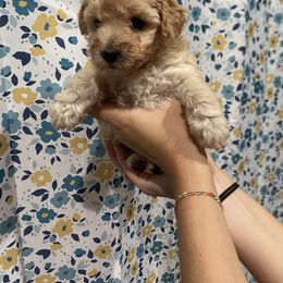 Pink-Mini - Cream female Goldendoodle puppy in Millville, New Jersey from Michelle's Doodles