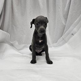 Finn - Blue male Italian Greyhound puppy in Newalla, Oklahoma from Heartland Iggys