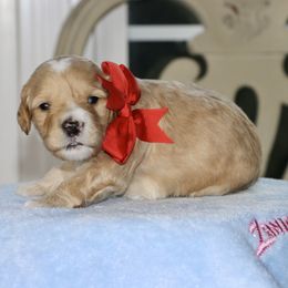 Red - Caramel female - Caramel female Australian Labradoodle puppy in Milton, North Carolina from Good Day Doodles