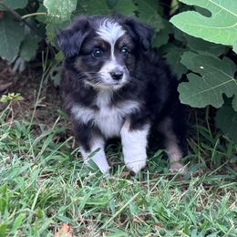 Scottish Terrier and Toy Australian Shepherd Puppies from Pecan Creek