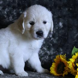 Guardian home - Light golden female Golden Retriever puppy in Pasadena, Maryland from Promise Land