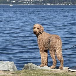 Goldendoodle All Grown Up from Dawnie’s Doodles