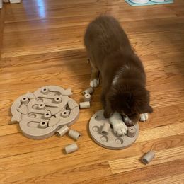 Australian Shepherd Puppies from Discovery Hill Australian Shepherds