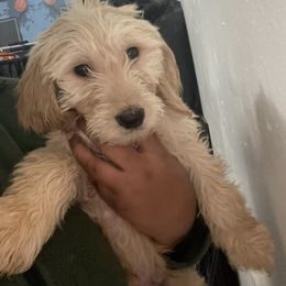 Bernedoodle and Goldendoodle Puppies from Lyon and Luna Goldendoodles Bernedoodles